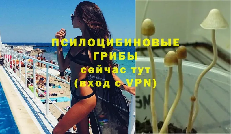 закладки  Нововоронеж  Галлюциногенные грибы Psilocybe 